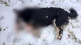 Wilki zagryzły psa w podsuwalskiej miejscowości Krzywe