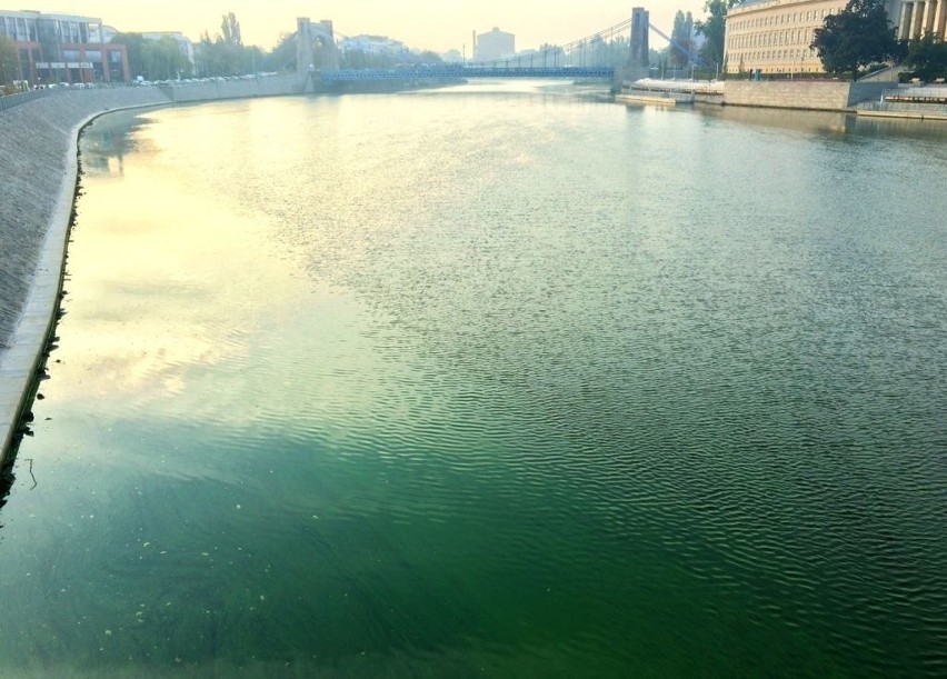 Dlaczego woda w Odrze jest zielona? 