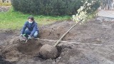 Nasadzenia w rejonie placu Rapackiego. Będzie więcej drzew i krzewów  [zdjęcia]