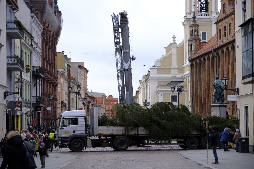 Tegoroczna choinka "Nowości" pochodzi z leśnictwa Tokary,...