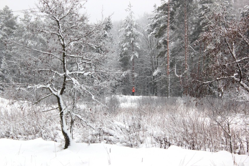 Aktywiści zablokowali polowanie na granicy Bytomia i...