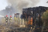 Pożar lasu na Olechowie. Kilkanaście zastępów straży pożarnej walczy z ogniem [ZDJĘCIA+FILM]