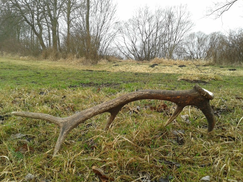 Na przełomie lutego, marca i kwietnia sarny, łosie i jelenie...