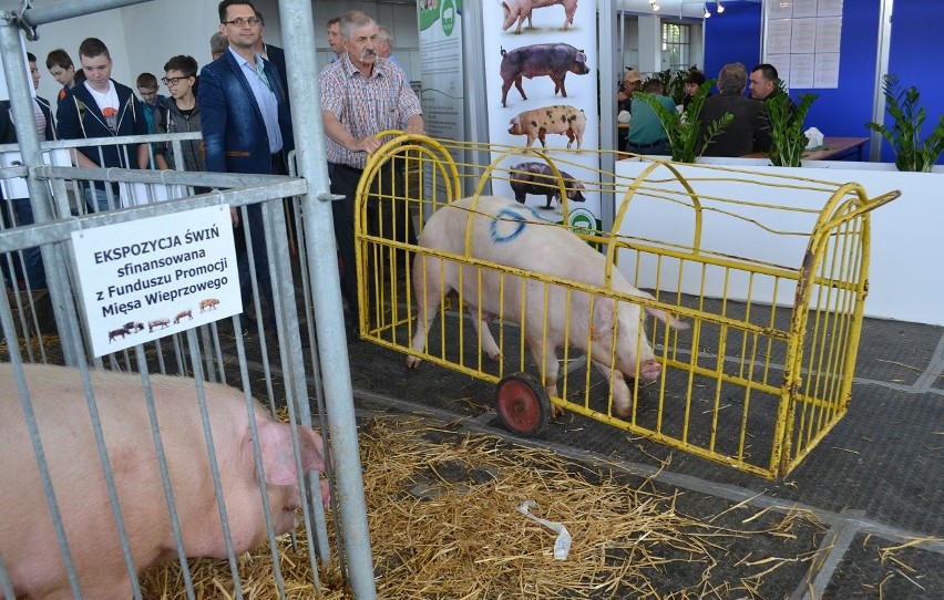 Krajowa Wystawa Zwierząt Hodowlanych 2015 w Poznaniu