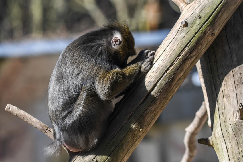 Gdański ogród zoologiczny jest już otwarty dla zwiedzających