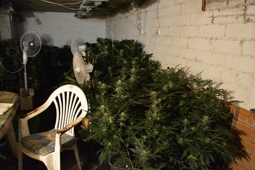 Kilkaset krzewów marihuany w... bunkrze. Plantacja zlikwidowana