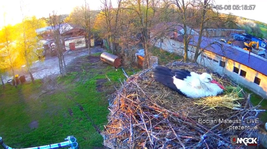 W Skaryszewie w bocianim gnieździe pojawiło się już pierwsze jajo! Można na bieżąco oglądać bocianą parę, zobacz!