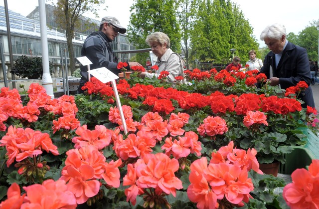 Pelargonie to ulubione kwiaty, które stawiamy na parapetach i balkonach, a także miejskich instalacjach. Mieszkańcy starówki mogą dostać pelargonie za darmo do ZGK