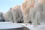 Pięknie zdjęcia zimowych Kielc w grudniu 2021. Zobacz fotografie kielczan z Instagrama. Są zachwycające
