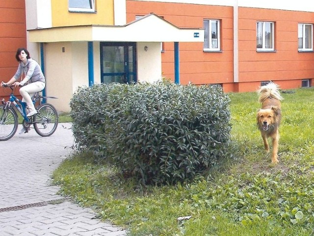 Ten rudy kundelek czuje się na osiedlu, jak w domu. Dla mieszkańców jest kłopotliwy