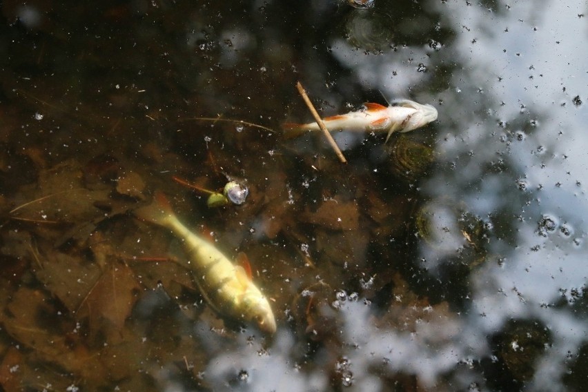 Mnóstwo śniętych ryb w parku Szczytnickim. Niedzielna, duża...