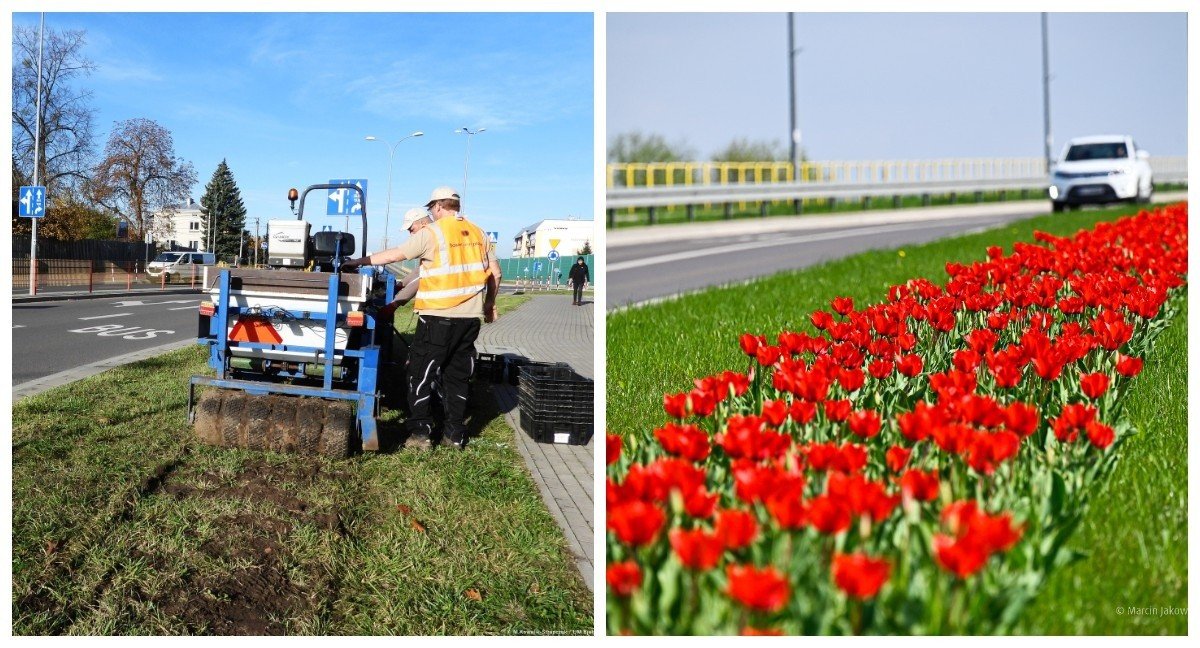 Jesienne nasadzenia w Białymstoku. W tym roku posadzonych zostanie ponad  182 tys. kwiatowych cebul | Kurier Poranny