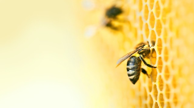 Bee Friendly Jesteśmy dla pszczół. O ich wpływie na ekosystem