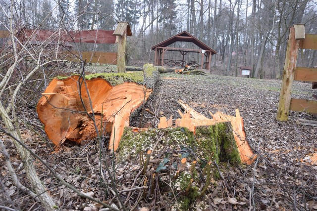 Wycinka drzew na Zielonym Ruczaju w Miastku. ZMK twierdzi, że ze względów bezpieczeństwa