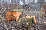 Wycinka drzew na Zielonym Ruczaju w Miastku. ZMK twierdzi, że ze względów bezpieczeństwa (ZDJĘCIA).