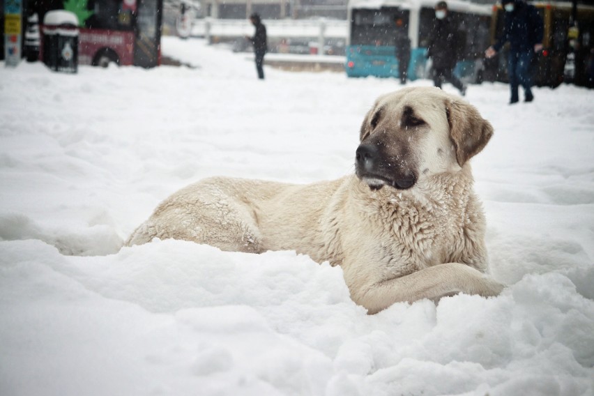 Kangal jest psem ras wielkich. Dorasta nawet do 80 cm i waży...