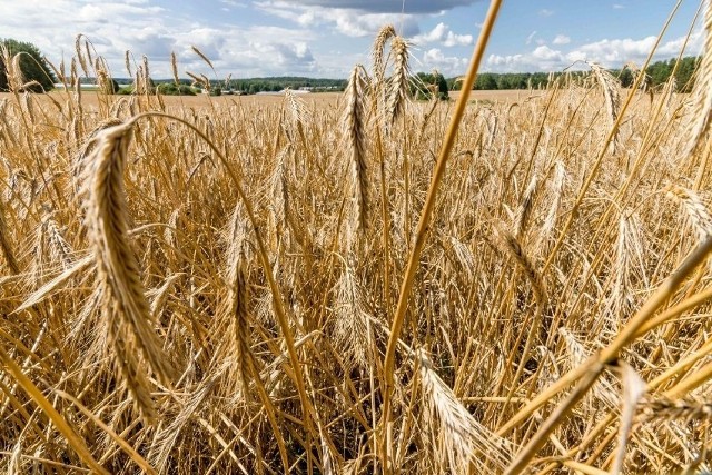 Ukraina należy do największych eksporterów zbóż na świecie.