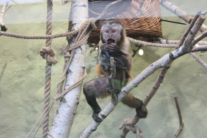 Wojna o małpę. Kolejny konflikt dyrektorki poznańskiego zoo...