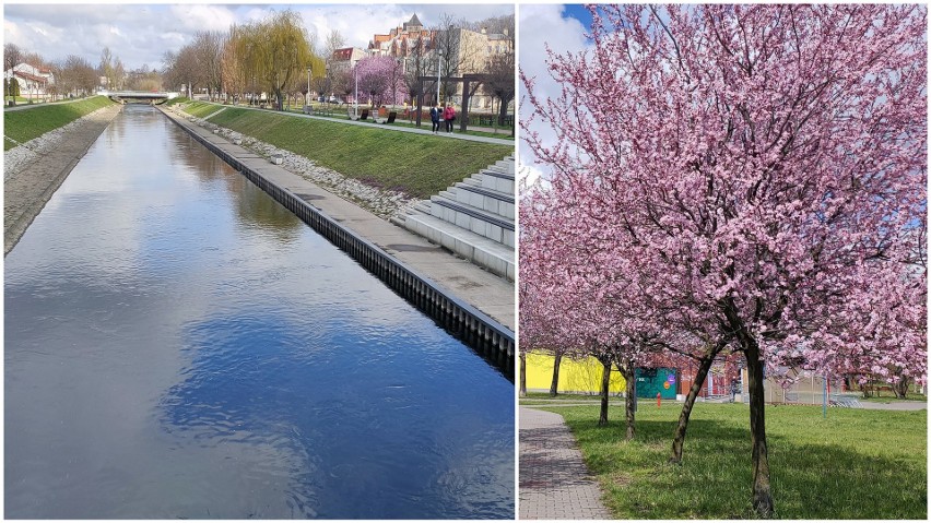 Wiosna w Będzinie na bulwarach Czarnej Przemszy i w parku na...