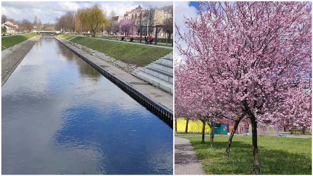 Wiosna w Będzinie na bulwarach Czarnej Przemszy i w parku na Dolnej SyberceZobacz kolejne zdjęcia/plansze. Przesuwaj zdjęcia w prawo naciśnij strzałkę lub przycisk NASTĘPNE