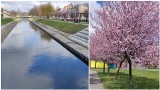 W Będzinie już wiosna! Migdałowce kwitną na bulwarach Czarnej Przemszy i w parku na Syberce 