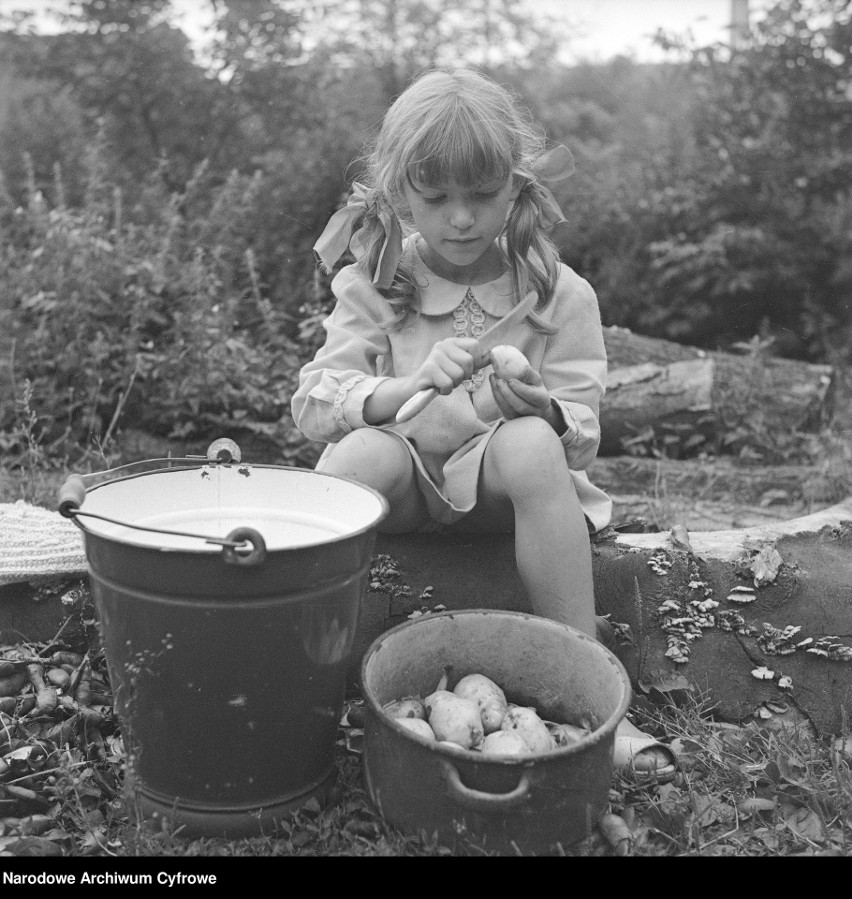 Maria Knapik obiera ziemniaki, 1972 rok