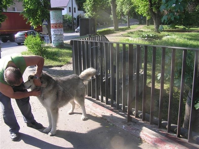 Pies został przywiązany do barierki mostu.