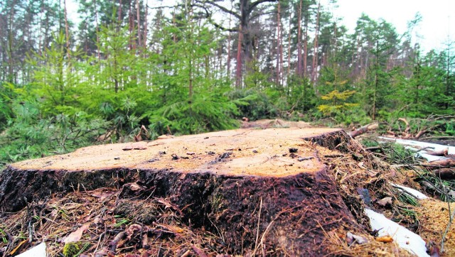 Widok na ścięte grube drzewo. To niepokoi mieszkańców. Profil "Lasy Rudzkie - chrońmy je" zyskuje rzesze fanów na Facebooku