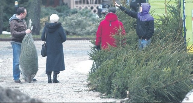 Przy ratuszu choinki sprzedaje plantacja ze Stojkowa.