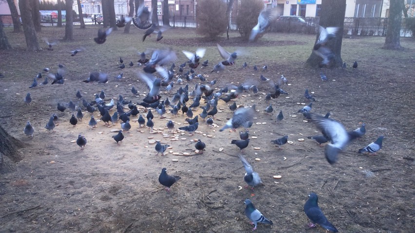 W ogródku przy ul. Reformackiej ptaki są karmione w stałym...