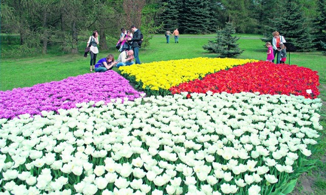 Największą atrakcją majowego weekendu są wielobarwne kobierce z kwitnących dziesiątków tysięcy tulipanów.