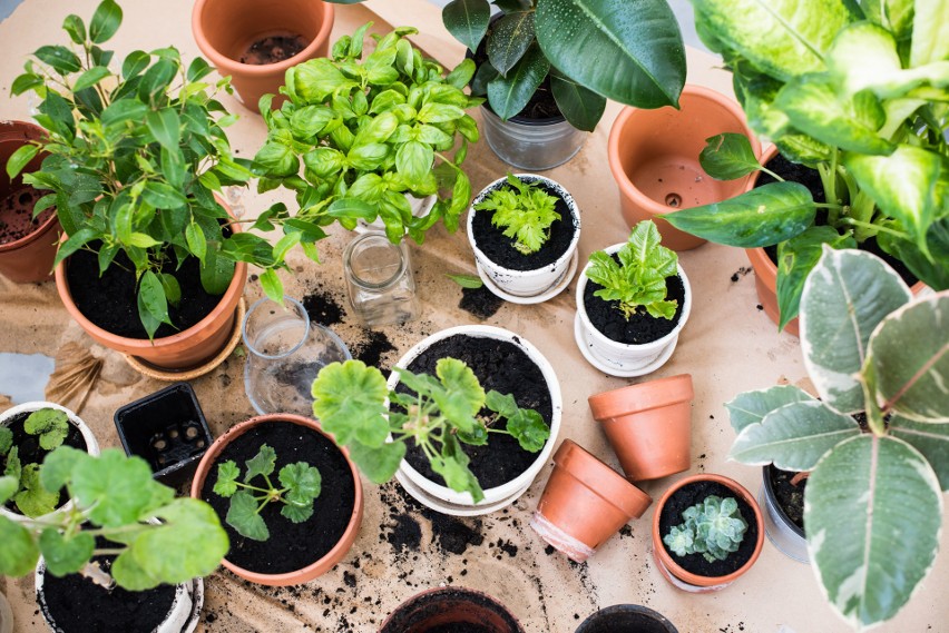 Te rośliny wg NASA oczyszczają mieszkanie ze smogu i toksyn. Które rośliny warto hodować?