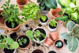 Te rośliny wg NASA oczyszczają mieszkanie ze smogu i toksyn. Które rośliny warto hodować?