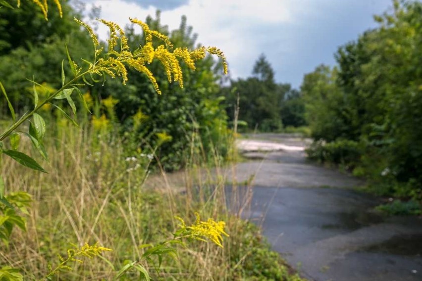 Plaża, fontanna, boiska i food trucki. Taki ma być park na terenie po byłym motelu Krak