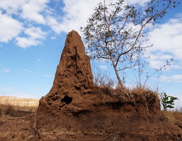 Charakterystyczne kopce tworzone przez termity mogą być przyczynkiem do powstania bardziej ekologicznych budynków.