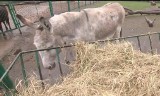 Burzliwa historia miłości osiołków z poznańskiego ZOO (wideo)