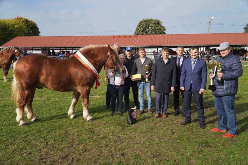 Szepietowo. 65. Wystawa – Sprzedaż Ogierów w Podlaskim Ośrodku Doradztwa Rolniczego. Oto najlepsze ogiery (zdjęcia)