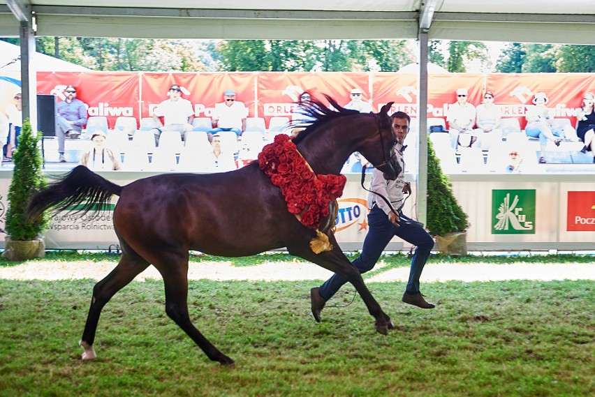 Zobacz konie z Narodowego Pokazu Koni Arabskich Czystej Krwi w Janowie Podlaskim