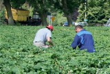 Podatki? Nie dla nich. W dużych gspodarstwach pracują "na czarno"