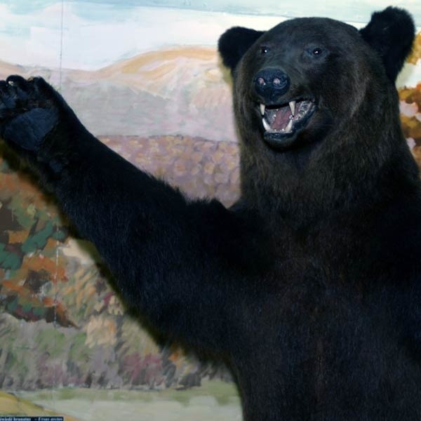 W Polsce żyje około 100 niedźwiedzi, z czego ok. 50-60 sztuk w Bieszczadach. Na Słowacji około 500 sztuk, a w Rumunii 5 tys. Niedźwiedź brunatny jest chroniony.