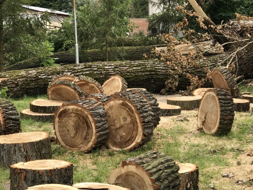 Jedno z najstarszych i największych drzew w Słupsku pocięte