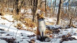 Nie tylko najmłodszych poznaniaków ucieszył pierwszy śnieg. W białym puchu bawią się też dzikie zwierzęta. Zobacz liska w śniegu