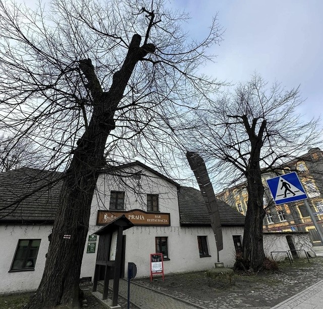 W czwartek, 29 lutego w Tarnowskich Górach planowano rozpoczęcie prac związanych z wycinką drzew. Dzięki reakcji mieszkańców i urzędu miasta udało się wstrzymać decyzję WKZ.