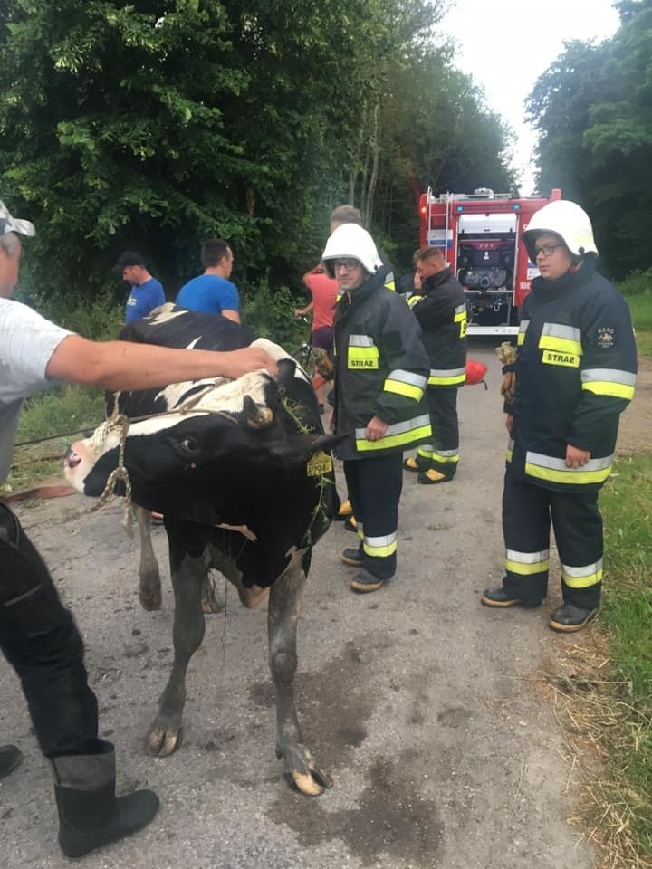 Wyjątkowa akcja strażaków w powiecie przasnyskim. Uratowali krowę, która wpadła do rowu. 6.07.2020. Zdjęcia