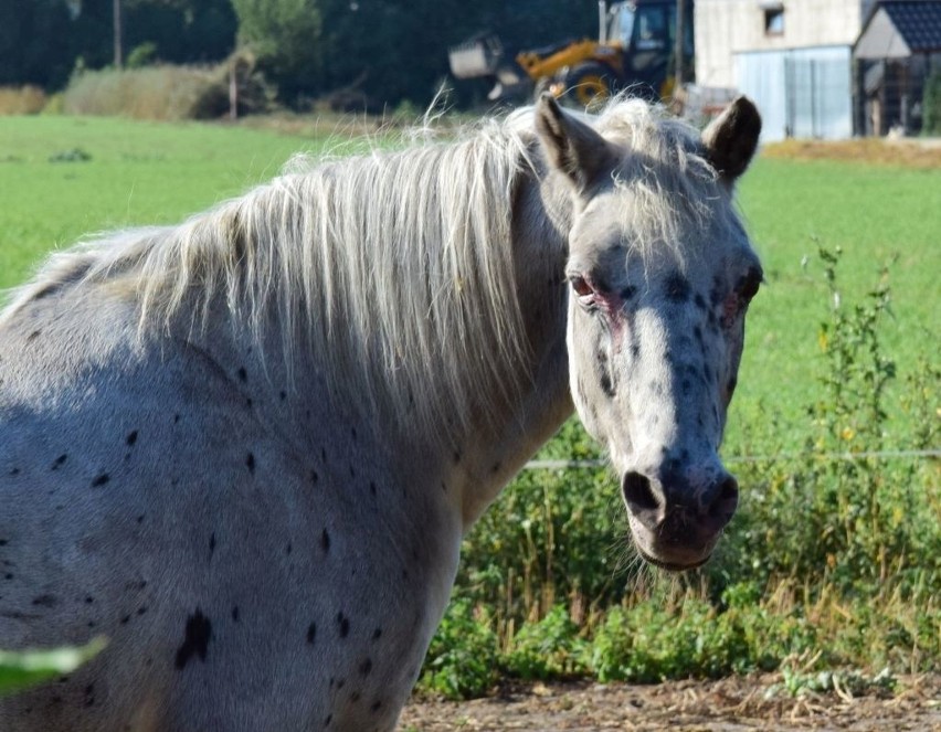 Internauci apelują o pomoc dla konia z inowrocławskich Solanek [zdjęcia]