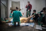 Zoo w Łodzi: pierwsze w Europie sztuczne zapłodnienie lwic azjatyckich [ZDJĘCIA+FILM]