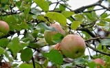 Zduny. W zagłębiu sadowniczym czas na żniwa nadszedł - jesień w sadzie jabłoni [wideo]