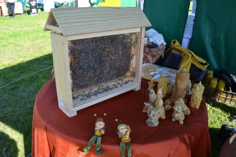 Można też było zobaczyć pszczoły w towarzystwie królowej