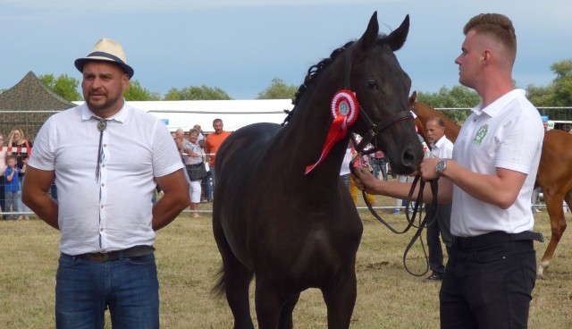 Tytuł SuperCzempiona 2019 zdobyła Artemida - roczna klacz z Tomaszówki na Lubelszczyźnie.