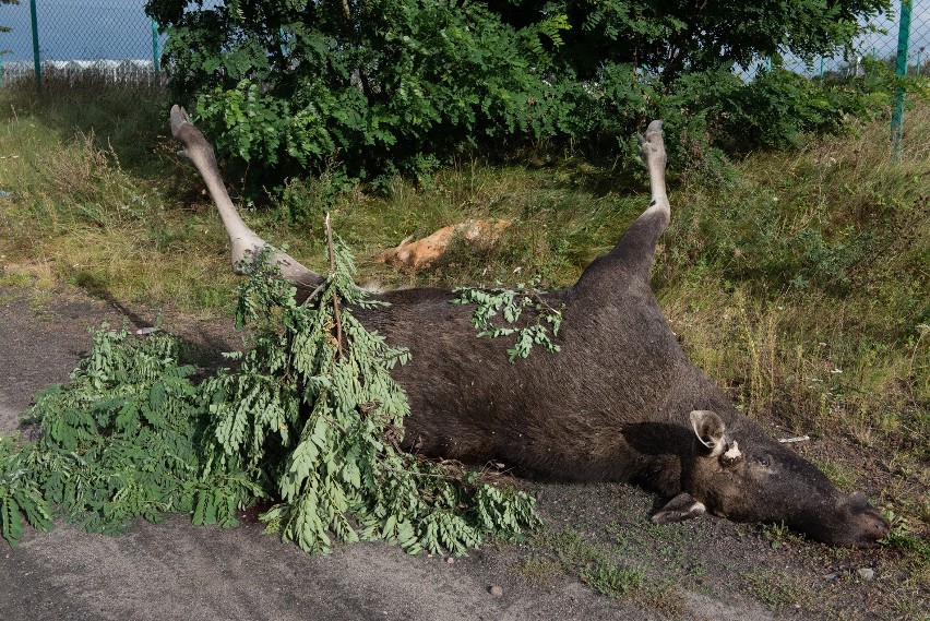 Na polnej drodze w Lubiczu Dolnym przez trzy dni leżały...